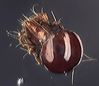 Ceratoppia bipilis